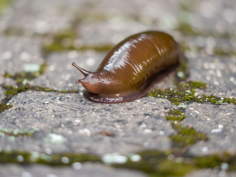 Слизни на огороде: как справиться с нашествием и спасти урожай