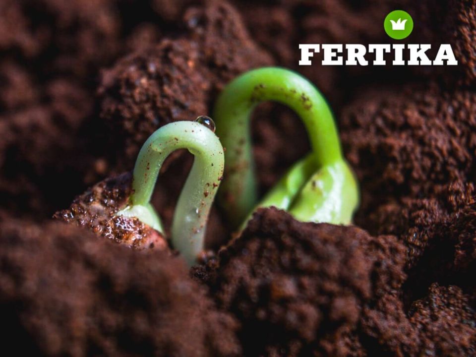 Баклажаны: от семян до сбора урожая