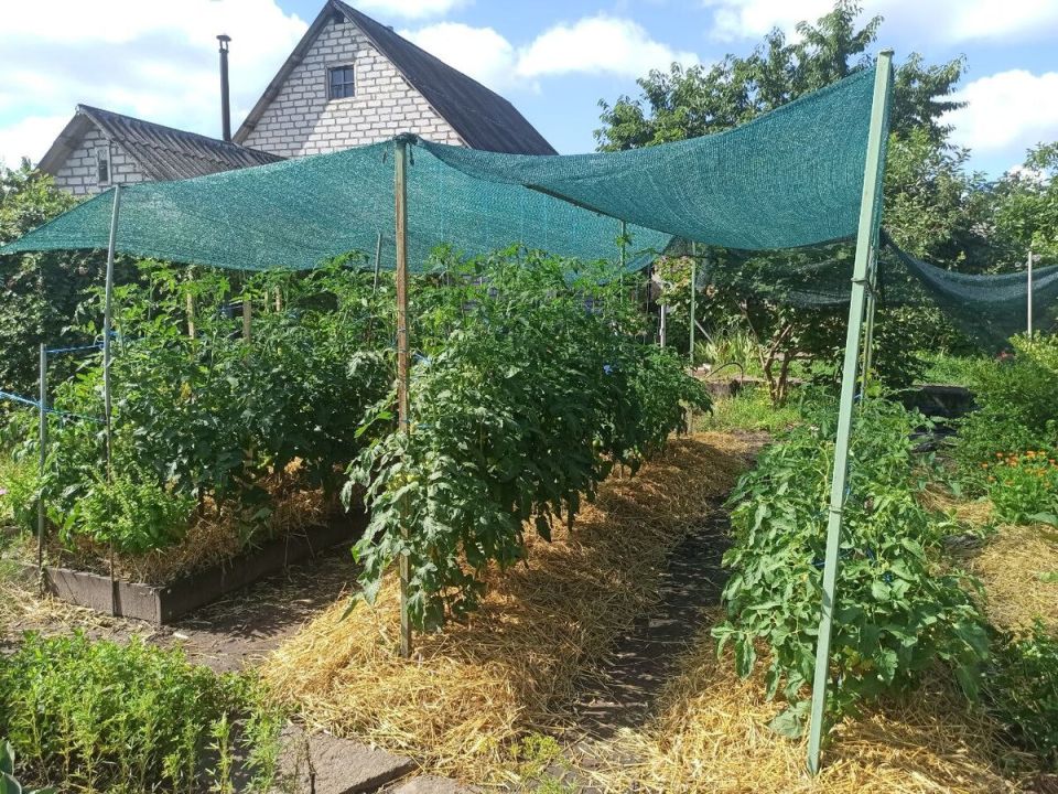 Мульчирование: секреты для здорового огорода