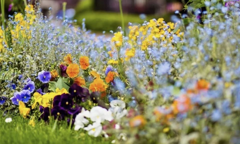 Как создать клумбу мечты: цветы для цветения с мая до осени