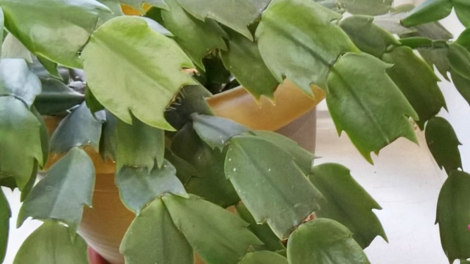 Как заставить декабрист цвести: секреты радикального подхода