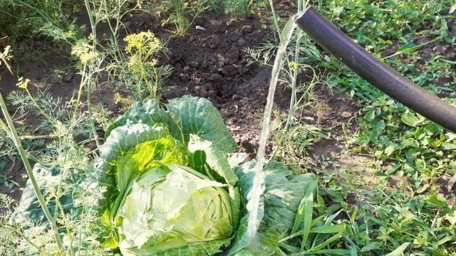 Капуста не завязывает кочаны? Проверьте эти важные советы!