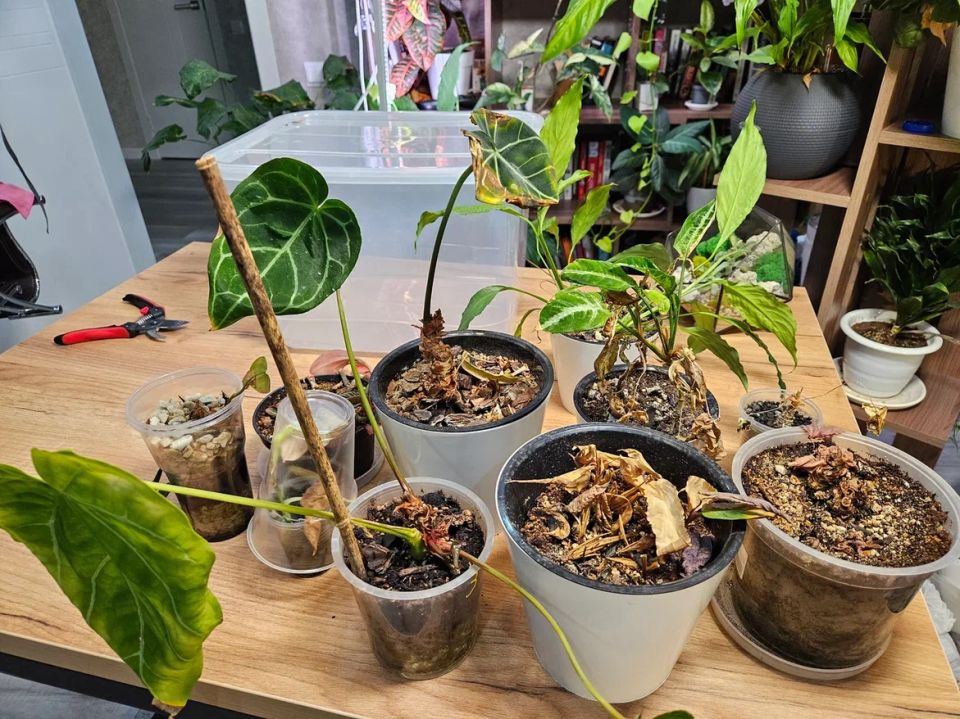 Необычные эксперименты с редкими растениями: как реанимация может спасти капризные виды