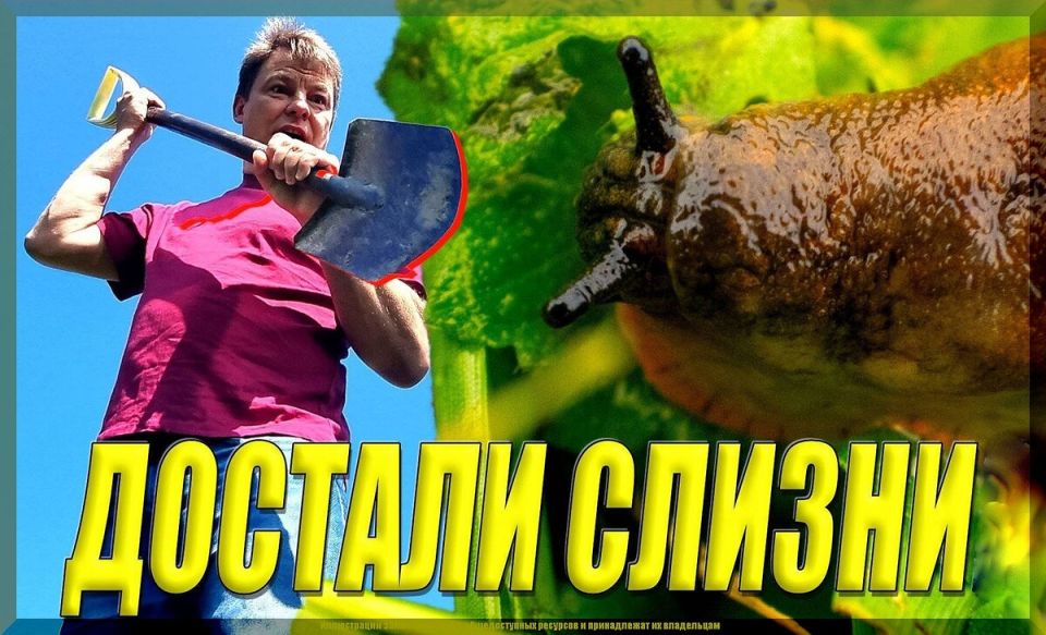 Слизни на дачном участке: как эффективно побороть вредителей весной 2025 года?