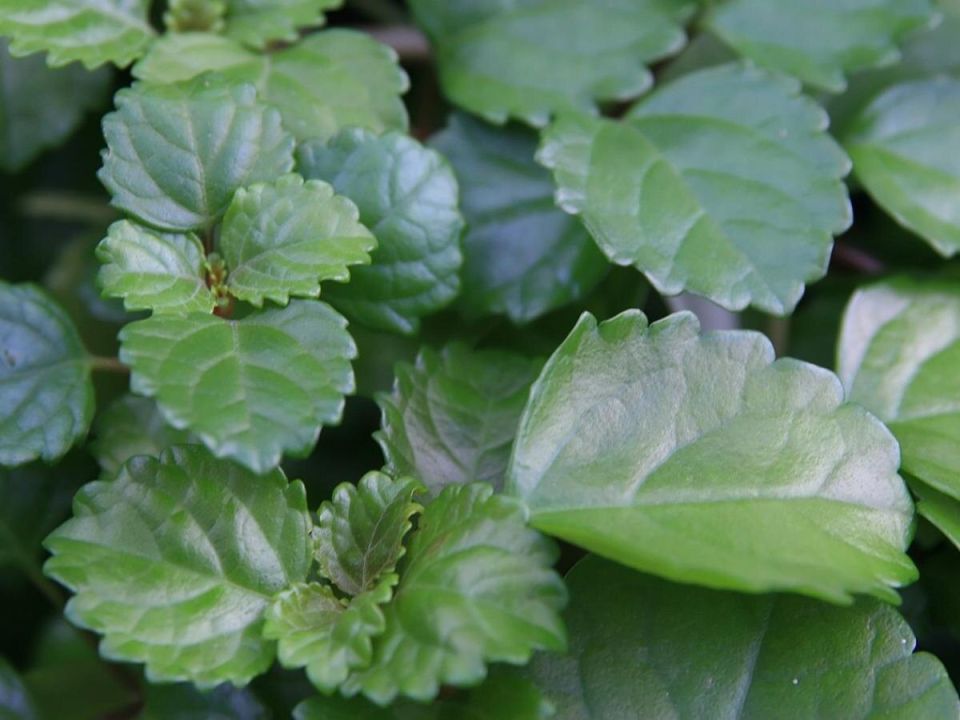 Шпороцветник: яркий акцент в вашем саду, который привлекает бабочек