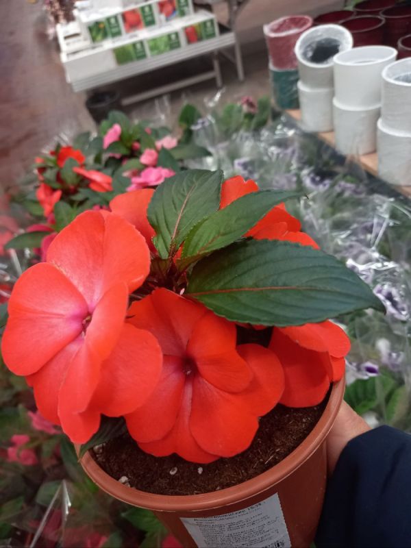 ��� ��������� ������������ ��������-�������� ��������� ��� ������ ����