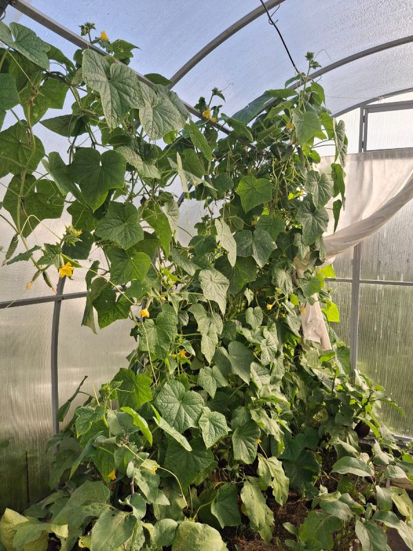 Что важно знать о корневой системе огурцов