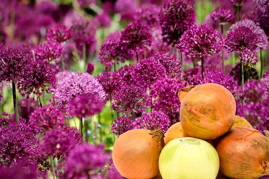 ���: ��� ��������� ������� ��� �������� ��������