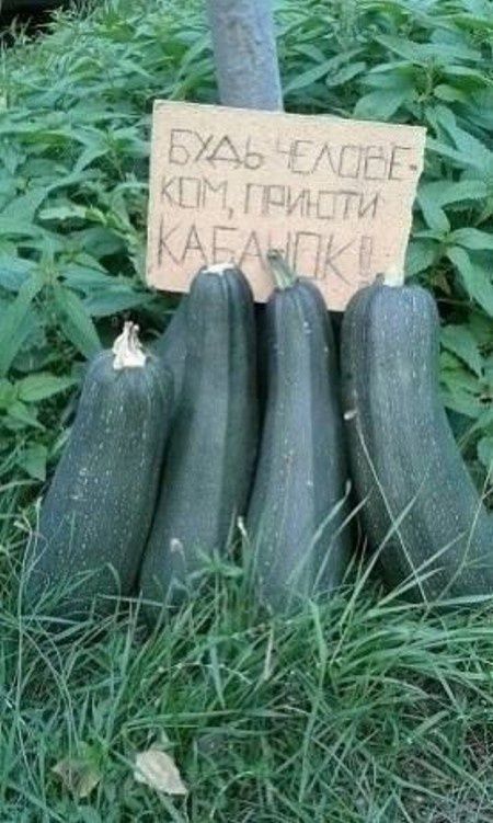 Смешные огородные приключения: как садоводы отмечают Новый год