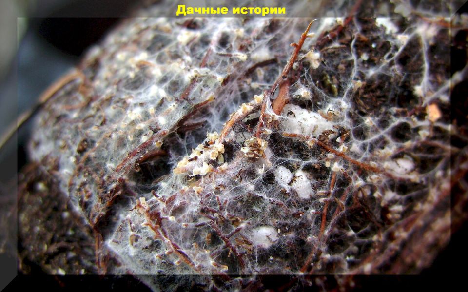 Микориза: секрет здоровья ваших растений