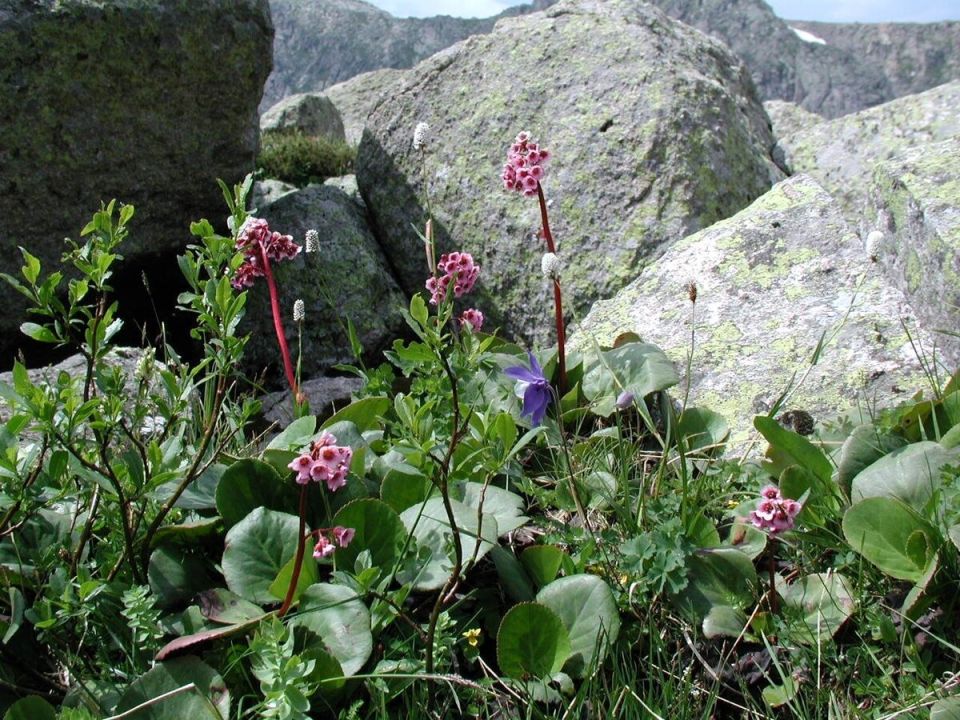 Бадан: ваш надежный спутник в горном походе
