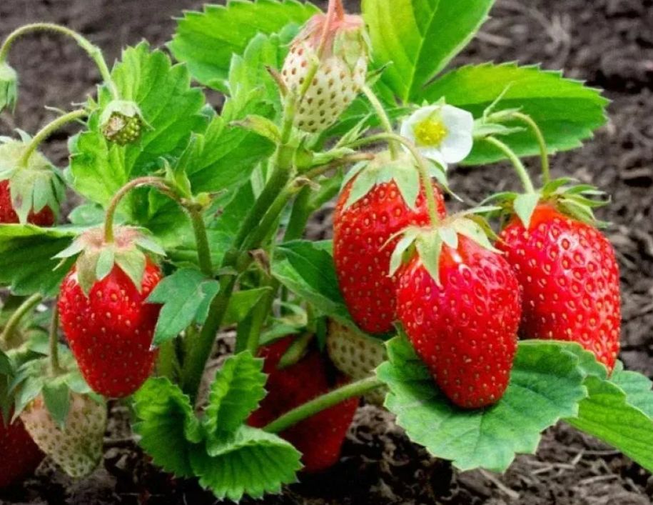 ������� ��������� ����������� ��������: ������� ������ ��� �������� ������