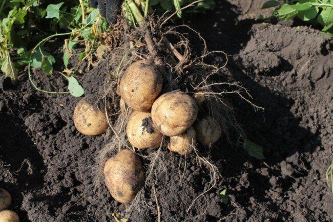 Как добиться раннего урожая картофеля: секреты и технологии