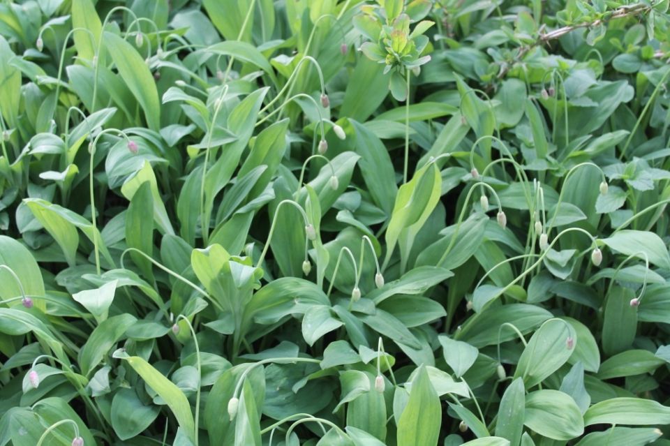 ��� ��������� ������� �� ����� �������: ��� ������� ���������� ����