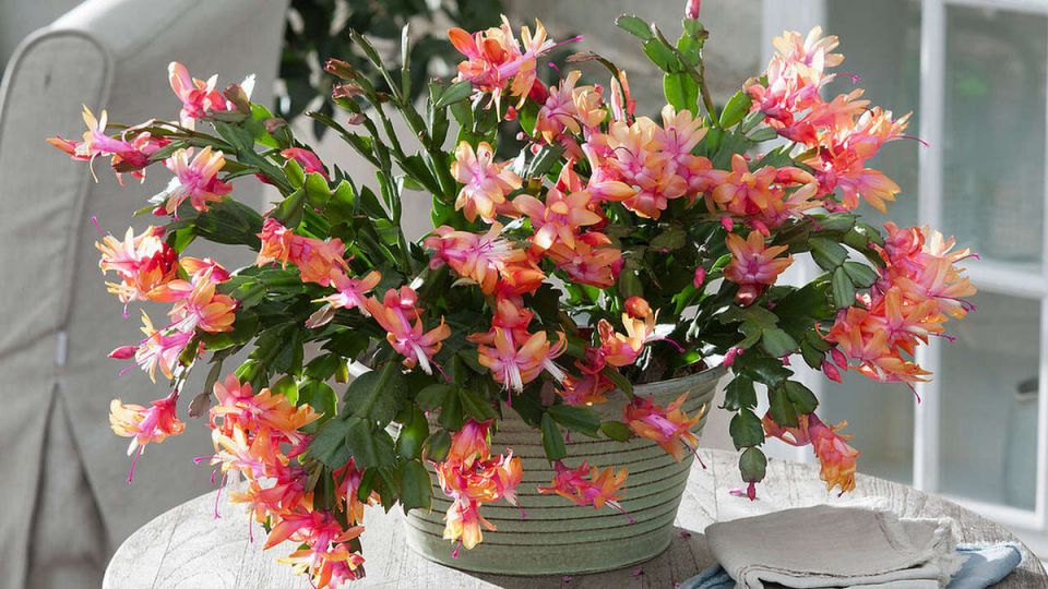 ��� ������� ��������� ��������� ������� ����