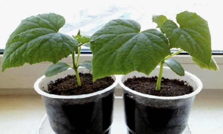 ��� ��������� ��������� ������� �������: ������� ������