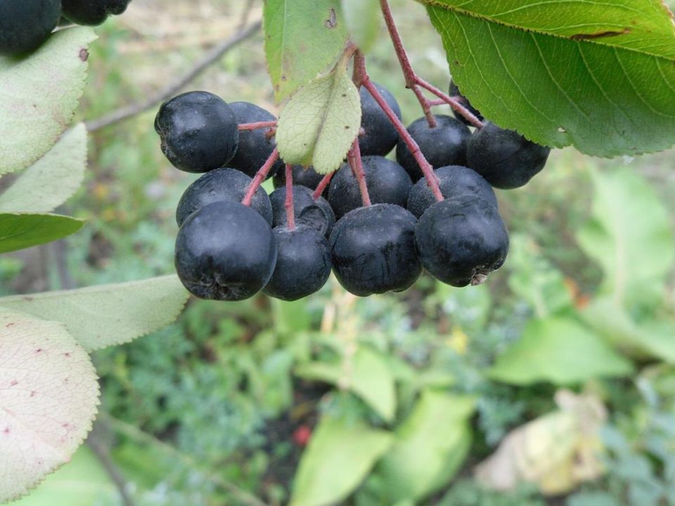 ������������ ������ �� ����� �� ������������ �������