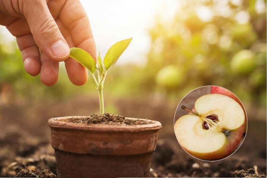 ����������� ������ �� �����: ������� ������