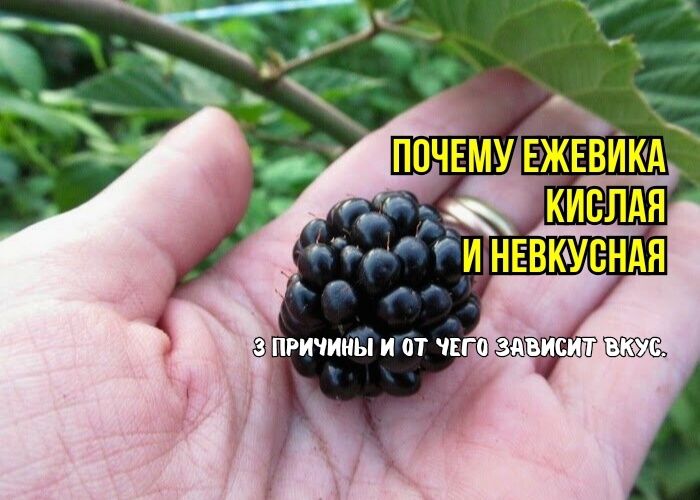 ������ ��� ������ ������� ����� ������������: ������� ������� ������� �����