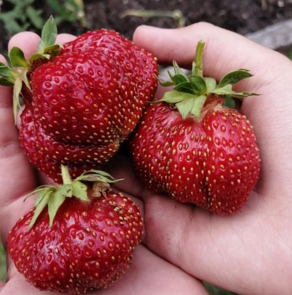 Лучшие сорта клубники для вашего сада: проверенные временем фавориты