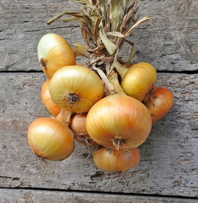 ��� ��������� ��� �� �������� �������: �������� ������