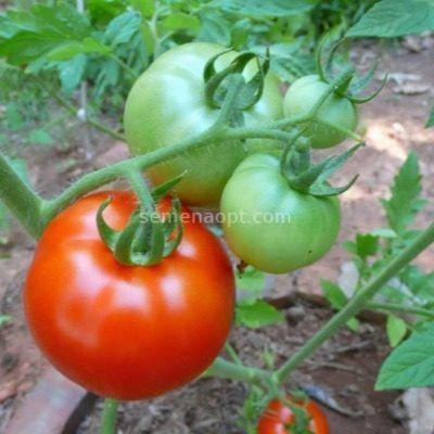 ����� ������� ��������� ���� � ���������� ������� ������ ��� ������ �����