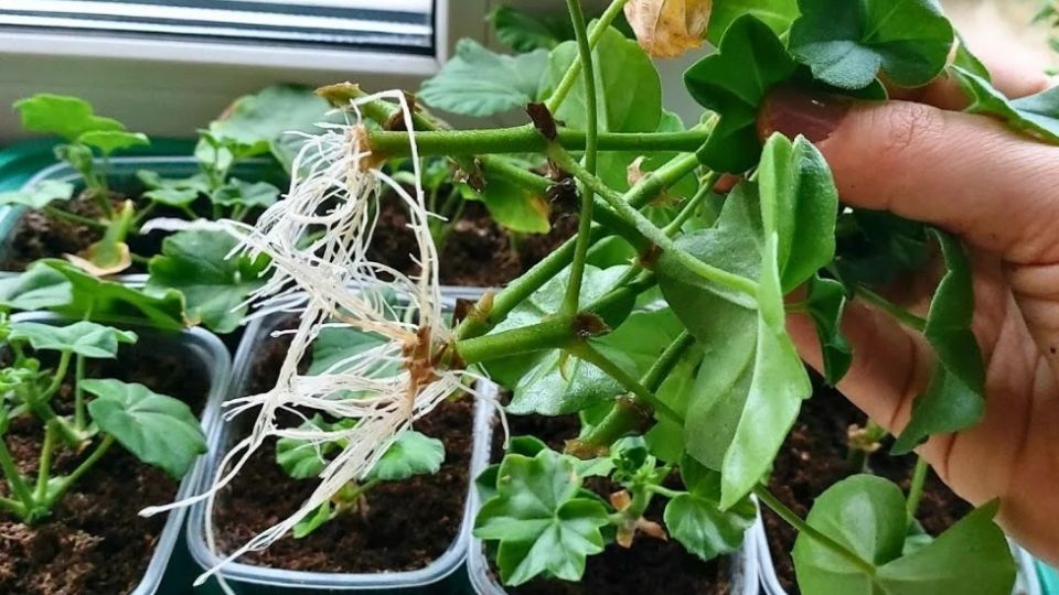 Как пакет изменил маршрут укоренения черенков и спасает рассаду