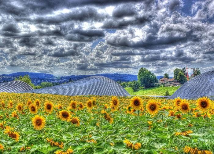 Подсолнуховый забор: эффектная декорация или тихий разрушитель огорода?