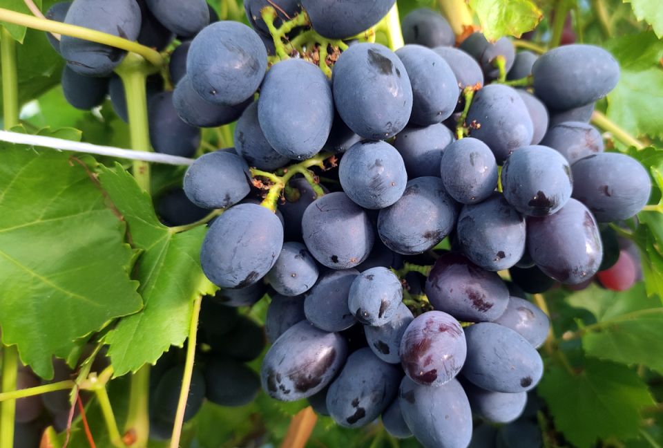 ����� ����� ������ ��������: ����� ��� �����?