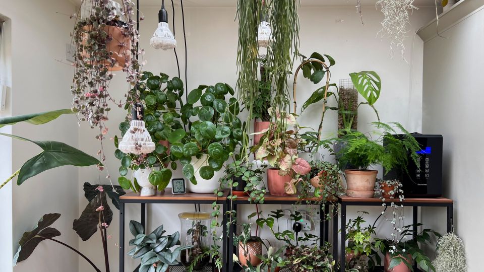 Идеальная подкормка для комнатных цветов: выпустят кучу бутонов и пойдут в рост