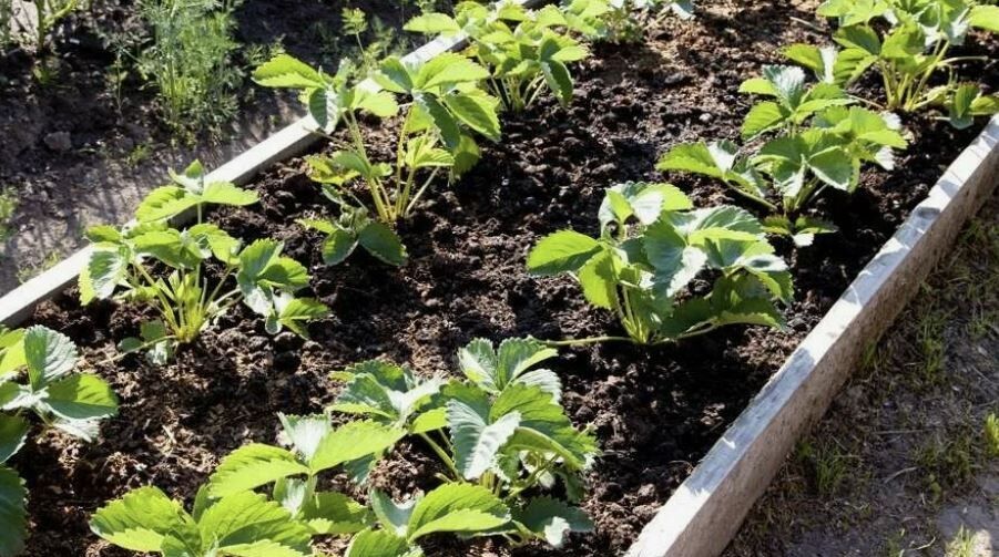 ��� ������� ��������� ����� ��� ��������