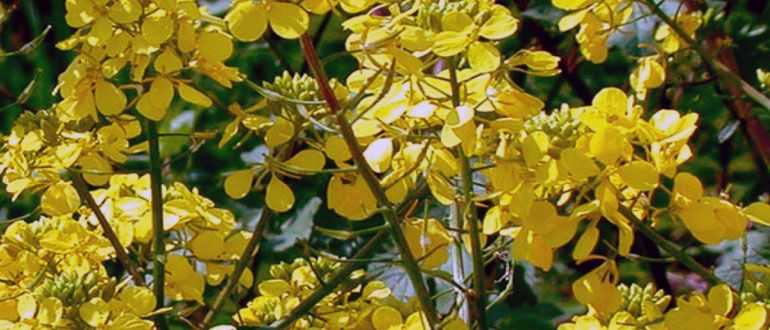 Как осенью сохранить здоровье почвы с помощью сидератов