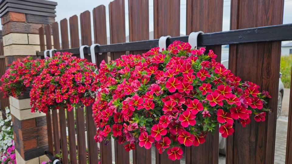 ������ �� ������: ������� ��������� ����������� ����������