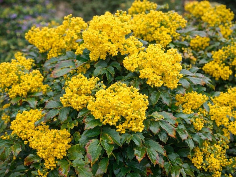 Необыкновенная магония: идеальный спутник для вашего сада