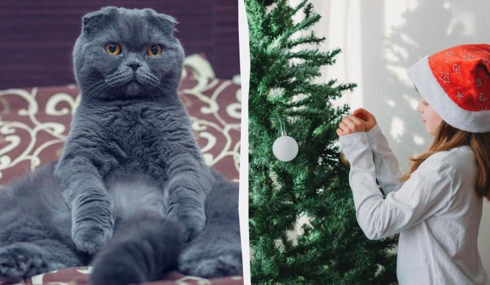 ��� �������� �������������� ���� �� ���������� �����: �������� ������ �� ����� ���