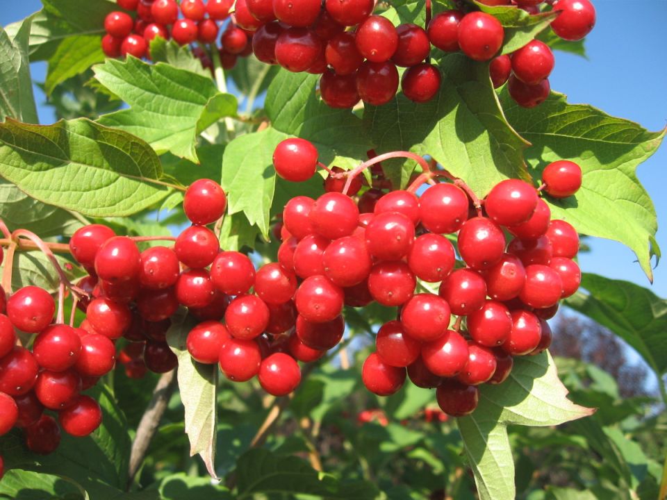 ������: ��� ��������� ������� ������ ������� �������