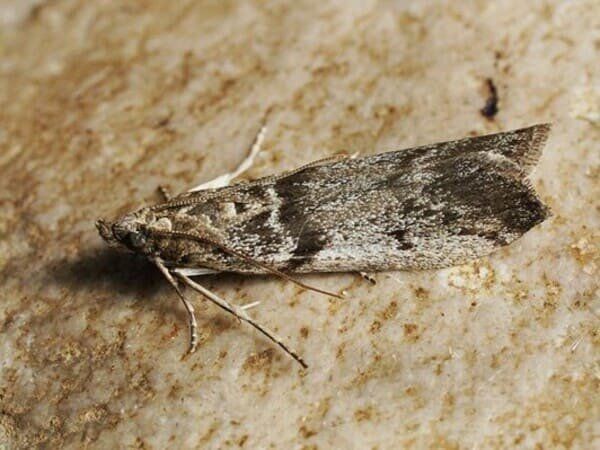 ��� ��������� ��������� � ���������: ����� �� ������� ����������