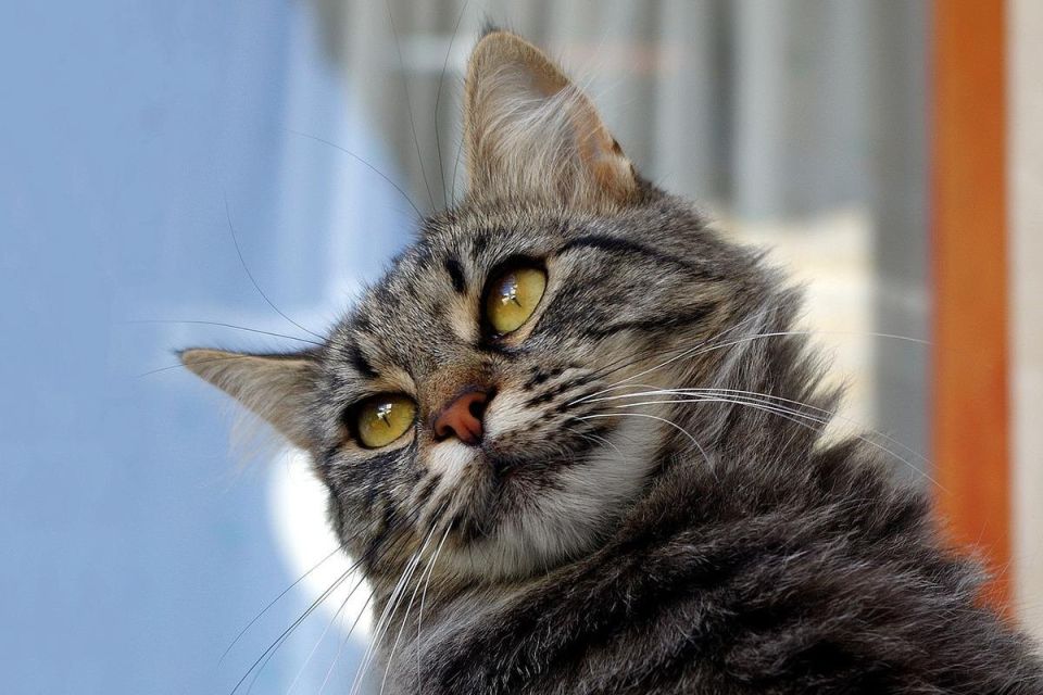 ���� ����� �����: ����� ������ �� ������ �������� � ���������� �����