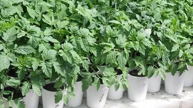 ��� ���������� �� ����������: ��������� ������� ��� �������