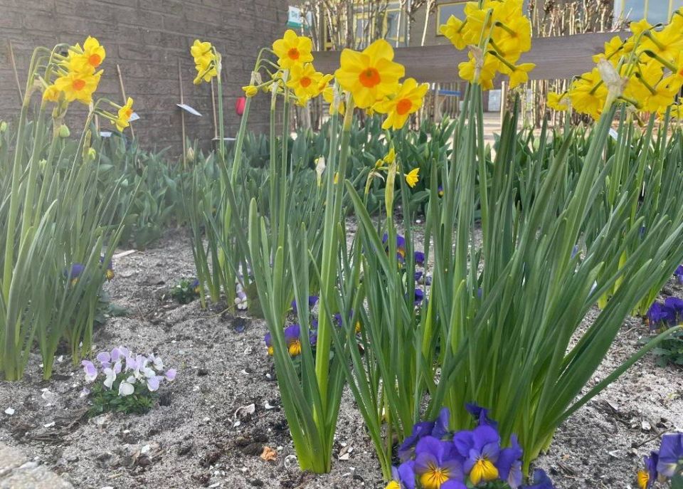 ��� ���������� ���������� �������� �����������: ������������ ������