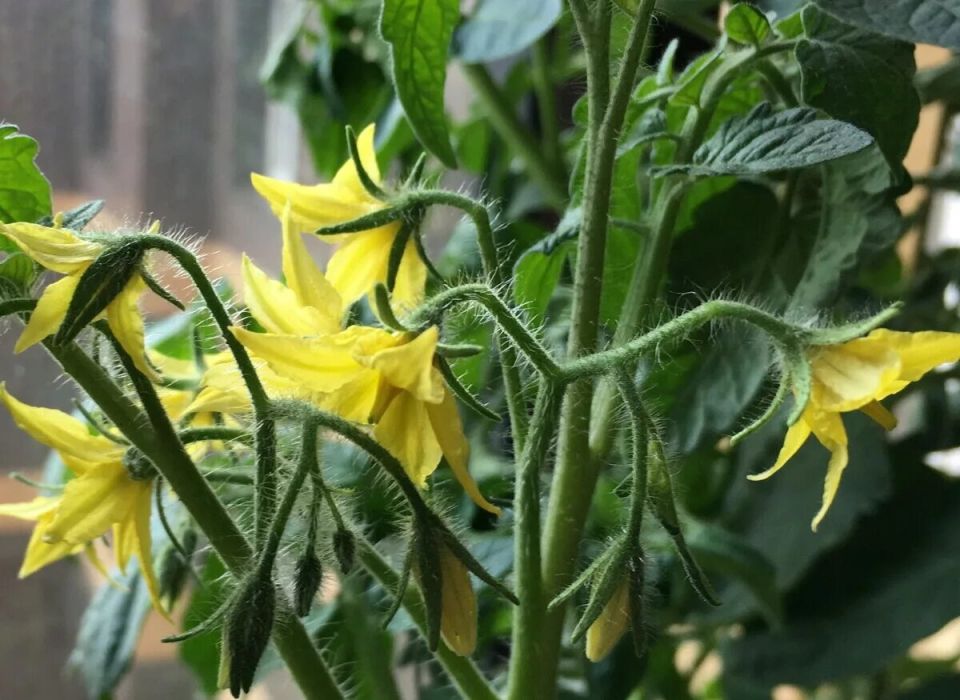 ��� ��������� ������������� ������ �� ����� ��������: ������ � ������������