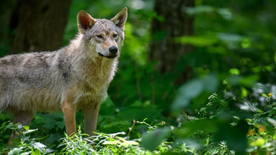 ������� � ������ � ���� �� ���������� ���������: ��� ��� ���� �����������