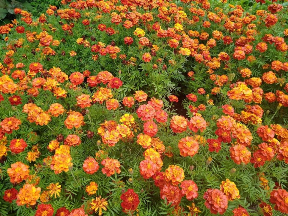 ��������: ������ �������� ����� � ������������ ���������