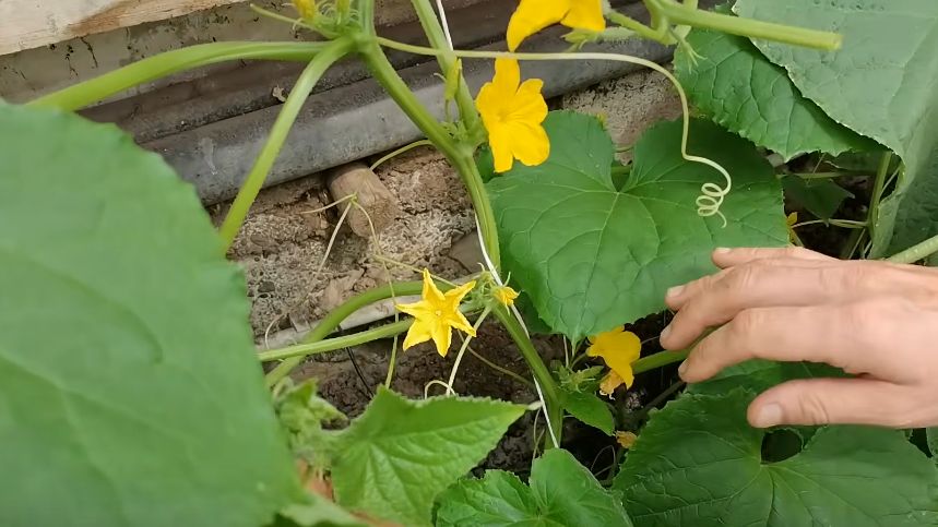 ������ ���������� ������: ������ ��� ����������� � ����������� ����� �� 27 ������