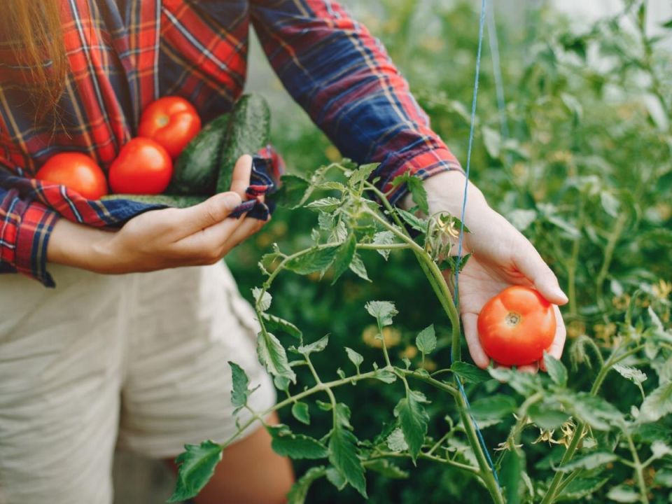 �������: ����������� ������ ��������� �����������