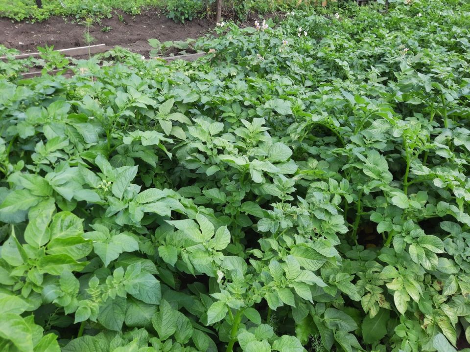 ��� ��������� ������ ���������: ������� �������� ������