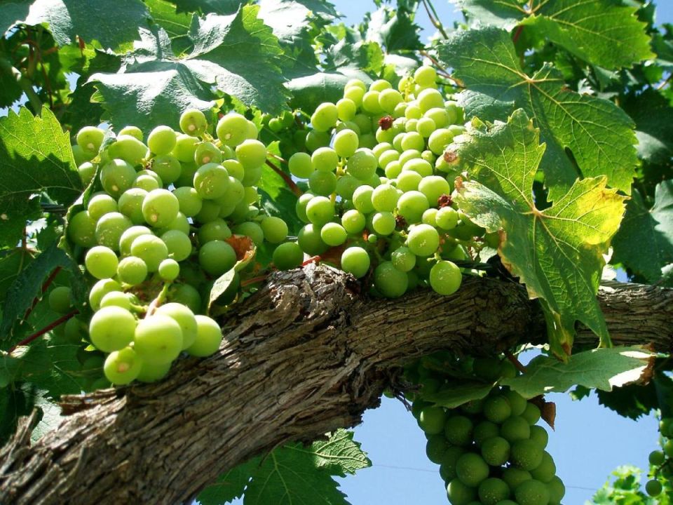 ��� ������� ���������� �������� ��� ��������� ������ ���������