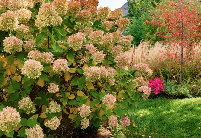 Как подготовить сад к зиме: советы по уходу за деревьями и кустарниками