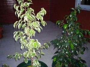 Фикус Бенджамина: Правильный уход и советы по размножению