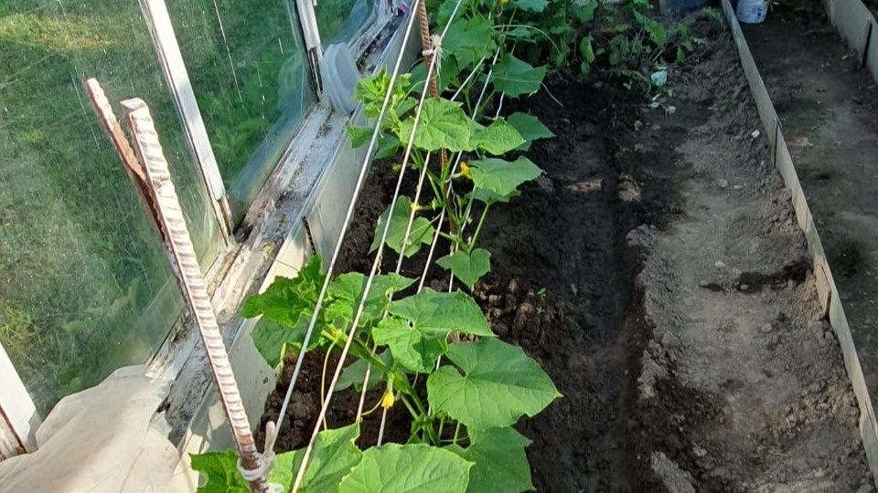 ���������� ����������� �������: ������� ��������� ������������